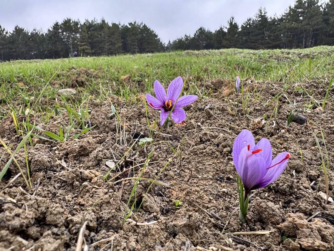 Dünyanın en pahalı baharatı Safranbolu'da yetişiyor! Gıda, ilaç ve kozmetikte kullanılan mucize 6